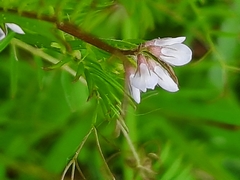 Vicia disperma
