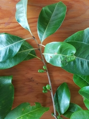 Planchonella obovata