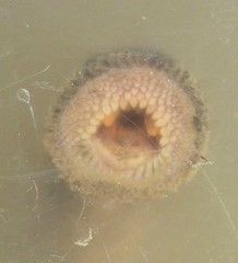 Pouched Lamprey photo 5