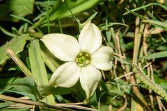 Jaborosa runcinata