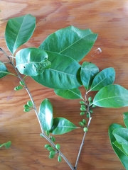 Planchonella obovata