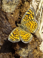 Phyciodes graphica graphica