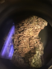 Trichaptum abietinum image