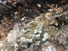 Trichaptum abietinum image