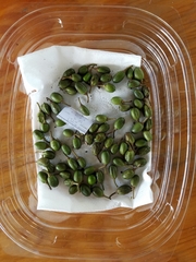 Planchonella obovata