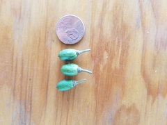 Planchonella obovata