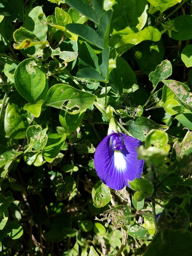 Blue Pea