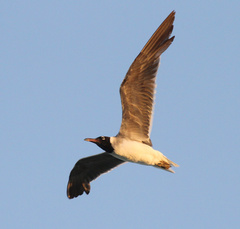 Ichthyaetus leucophthalmus