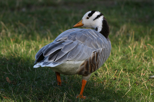 Ánsar indio (Anser indicus)