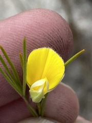 Argyrolobium filiforme