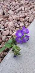 Phacelia patuliflora