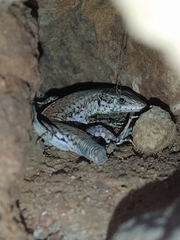 Podarcis vaucheri