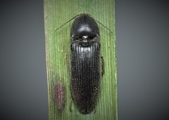 Melanotus punctolineatus