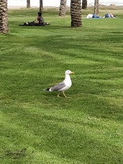 Larus michahellis