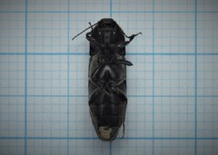 Melanotus punctolineatus