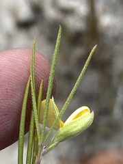 Argyrolobium filiforme