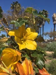 Fremontodendron mexicanum