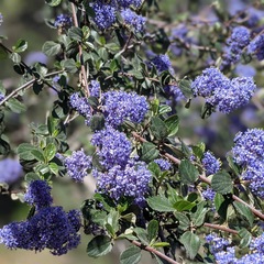Ceanothus tomentosus olivaceus