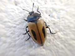 Iphiclus bilineatus
