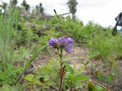 Phacelia franklinii