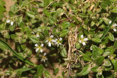 Cerastium diffusum