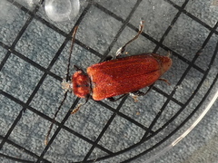 Pyrrhidium sanguineum