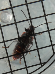 Pyrrhidium sanguineum