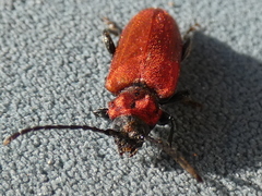 Pyrrhidium sanguineum