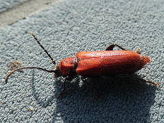 Pyrrhidium sanguineum