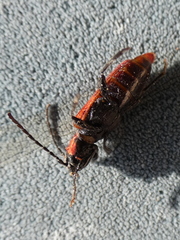 Pyrrhidium sanguineum
