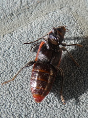 Pyrrhidium sanguineum