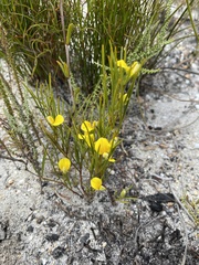 Argyrolobium filiforme