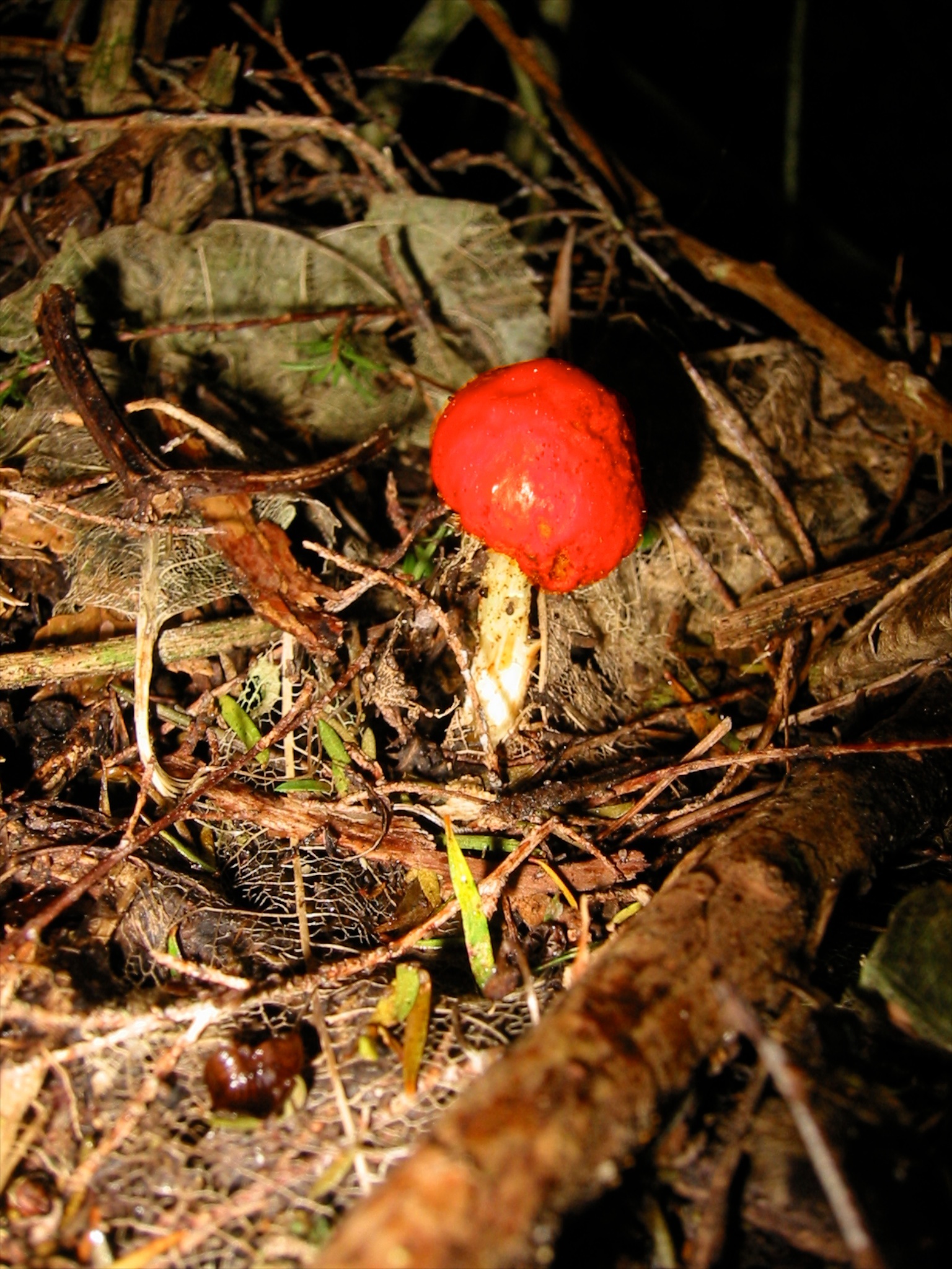 Leratiomyces erythrocephalus image
