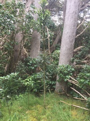 Pseudopanax chathamicus