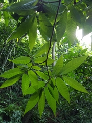 Annona reticulata