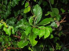 Litsea glutinosa