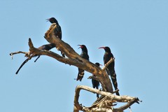 Phoeniculus purpureus angolensis