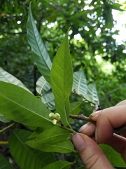 Annona reticulata
