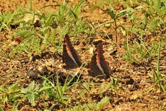 Charaxes saturnus saturnus