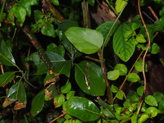 Litsea glutinosa