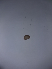 Striarca lactea