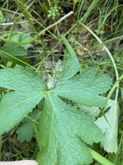 Phytomyza saniculae