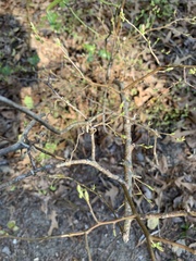 Dirca palustris