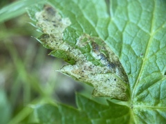 Phytomyza saniculae