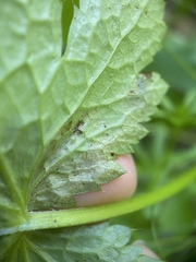 Phytomyza saniculae