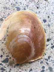 Aplysia extraordinaria