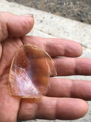 Aplysia extraordinaria