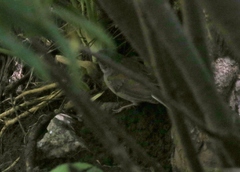 Junco