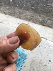 Aplysia extraordinaria