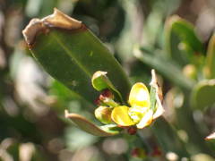 Cneorum tricoccon